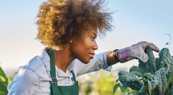 Black woman in white shirt and green apron cutting greens in a garden, healthy living